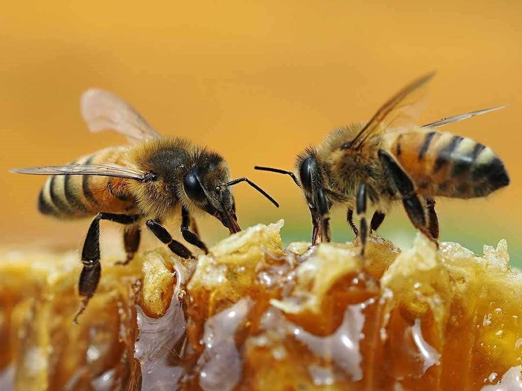 Honey bees’ importance to humans and the environment by BeesNThings