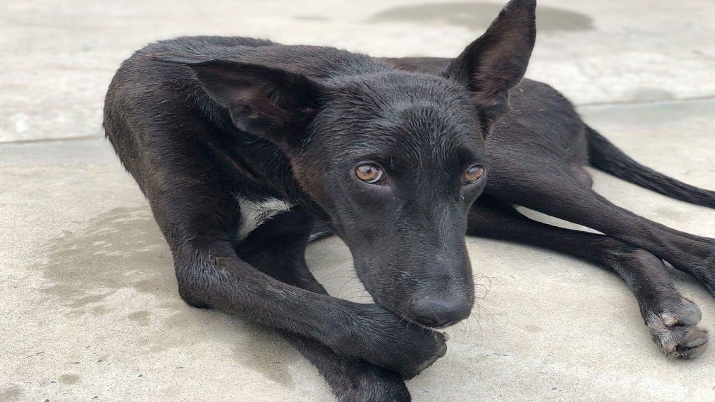 Human — Stray Dog Conflict in India: How You Can Help? | by Kuldeep Kaul |  Medium