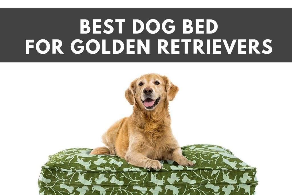 Best Dog Bed For Golden Retriever 2020 by Pet Lover Medium