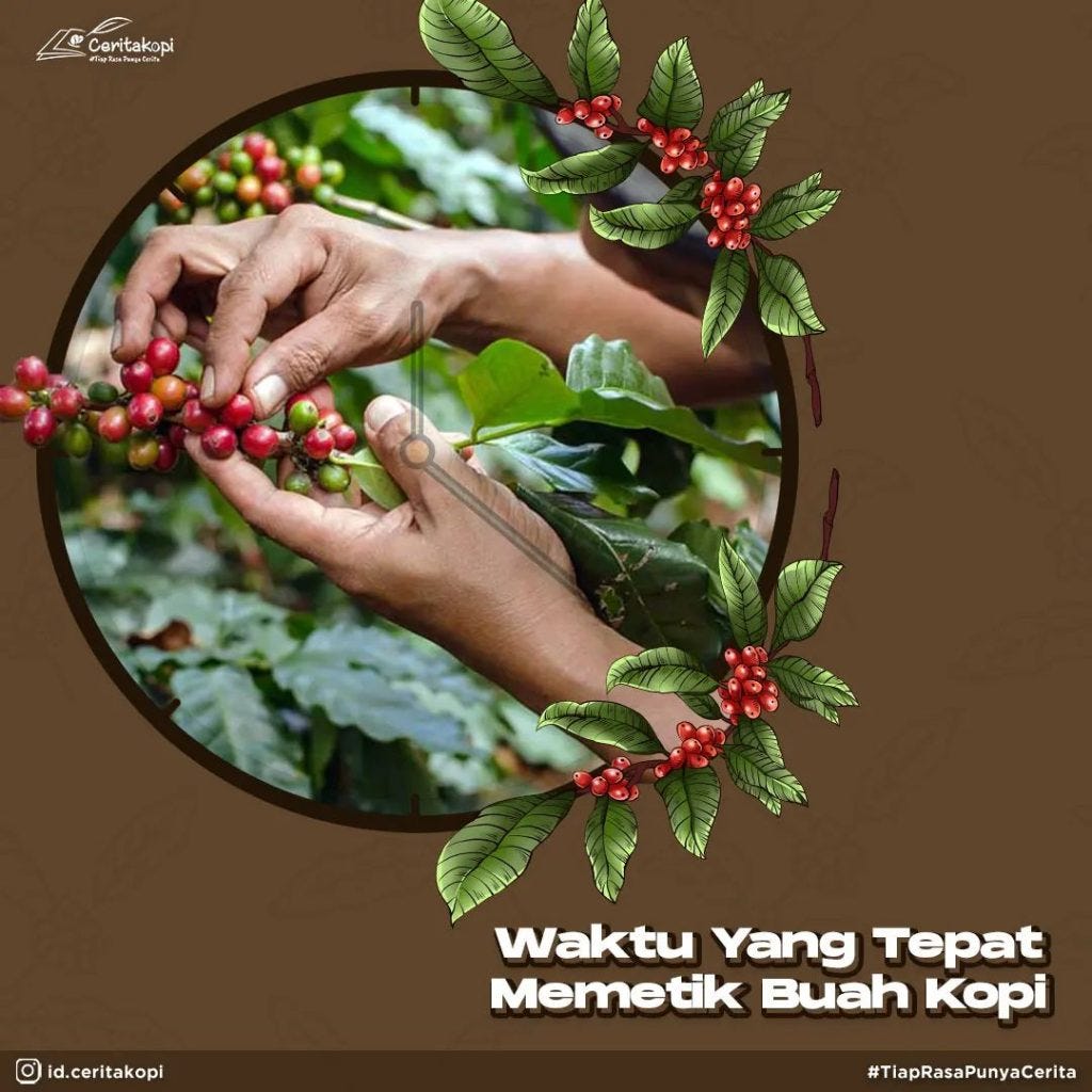 Waktu Yang Tepat Untuk Memetik Buah Kopi | by Ceritakopi Id | Medium