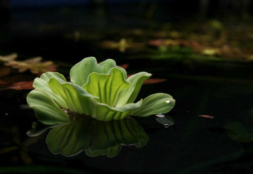 What are some easytogrow aquatic plants? by Natblossoms Jan, 2024