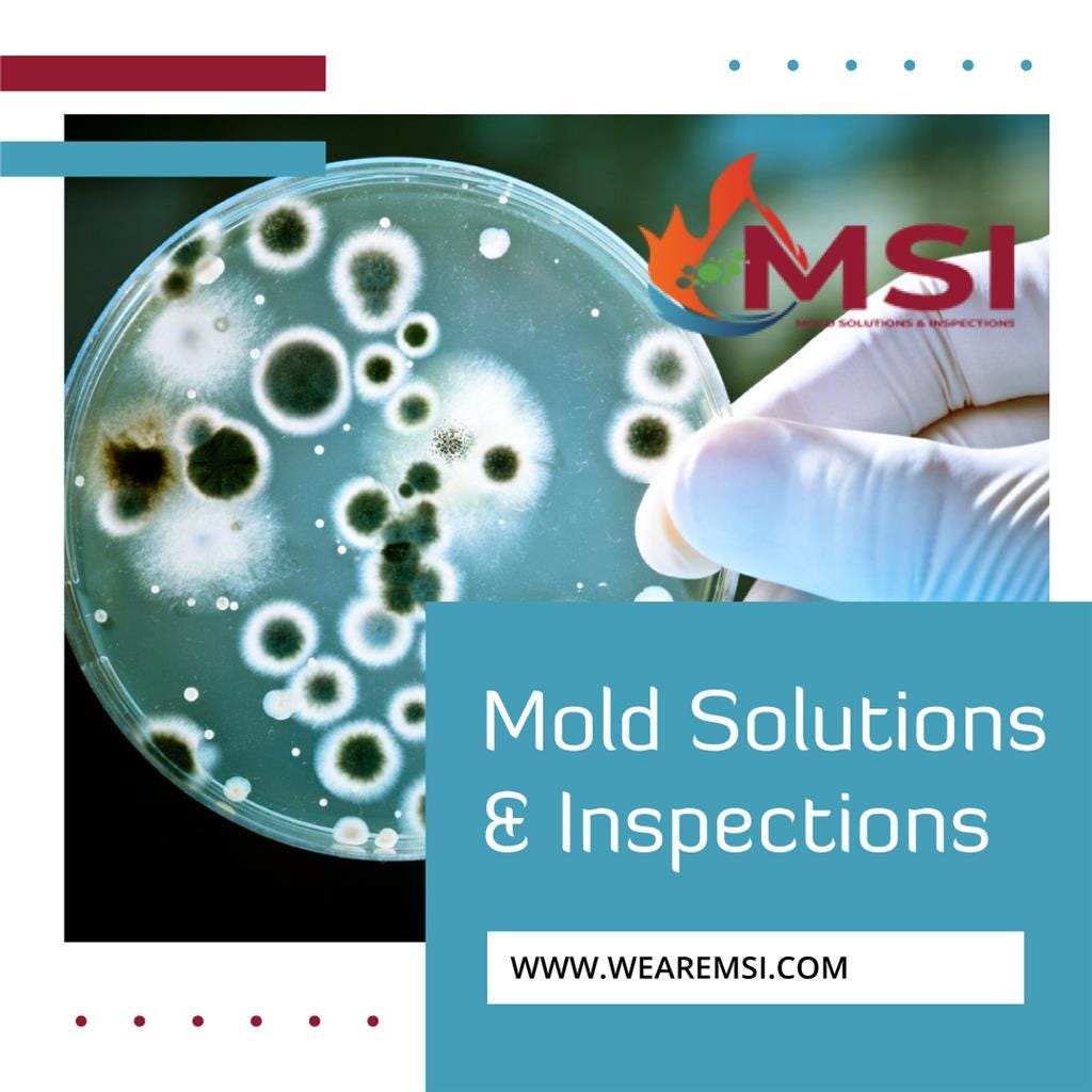 Mold Inspection Services - Mold Solutions & Inspections - Medium