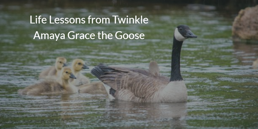 A Life Lesson from Twinkle Amaya Grace | by Kris Taylor | Medium