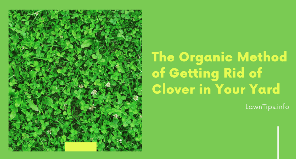 The Organic Method of Getting Rid of Clover in Your Yard Lawn tips