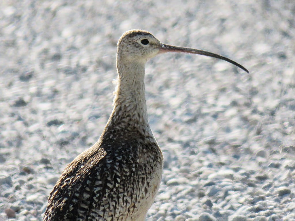 Discovering the Shorebird with a Curved Beak by SocioSprint Medium Discovering the Shorebird with a Curved Beak by SocioSprint Medium