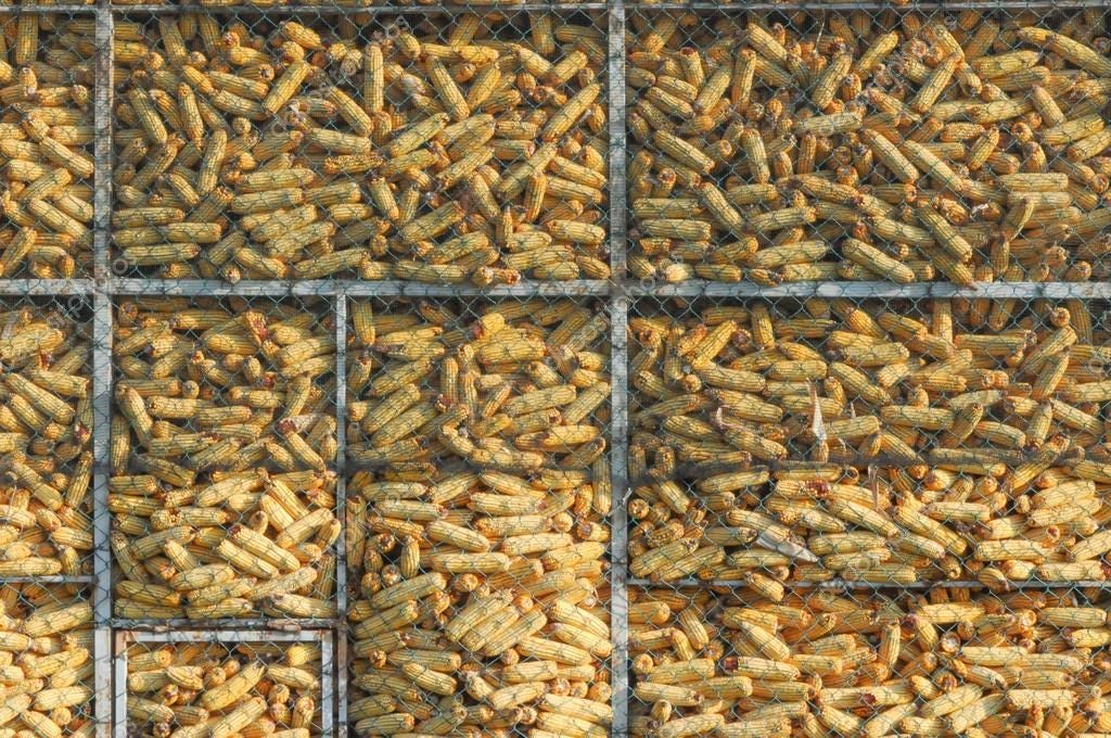 STORAGE TECHNIQUES OF MAIZE PRODUCTS by Olamide Irojah The