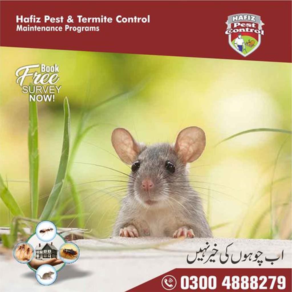 Fumigation, Termite Pest Control Service Deemak Control in Lahore Islamabad by hafiz pest Medium