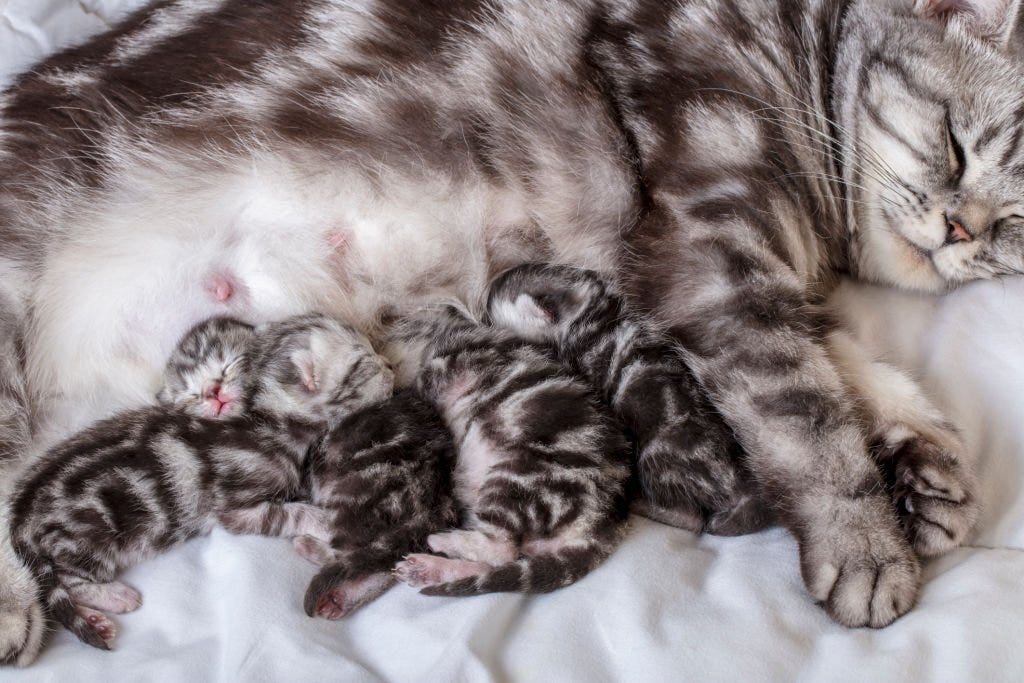 How Many Nipples Do Male Cats Have Unveiling the Feline Anatomy by Pets Care Medium
