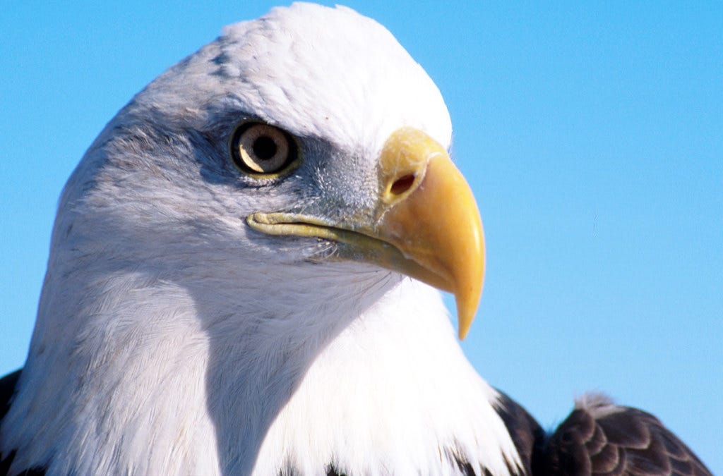 Golden Eagle Porn - Who is That Eagle in Front of Me? | by U.S. Fish and Wildlife Service |  Medium