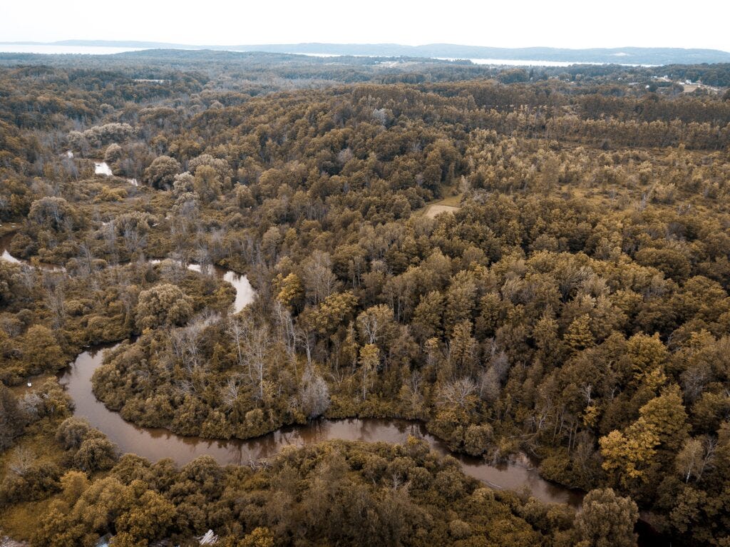 Sudamérica perdió más de 40 millones de hectáreas de bosque en diez años
