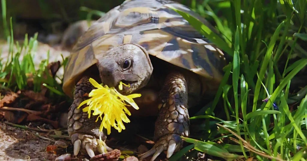 “Can turtles eat dandelions?” Turtle OMG Medium