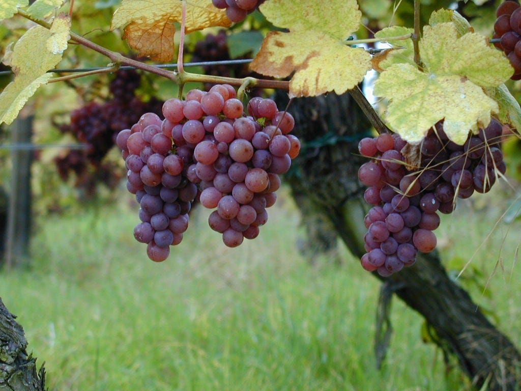 Viñedo de Gewürztraminer | Ph: Jean Trimbach