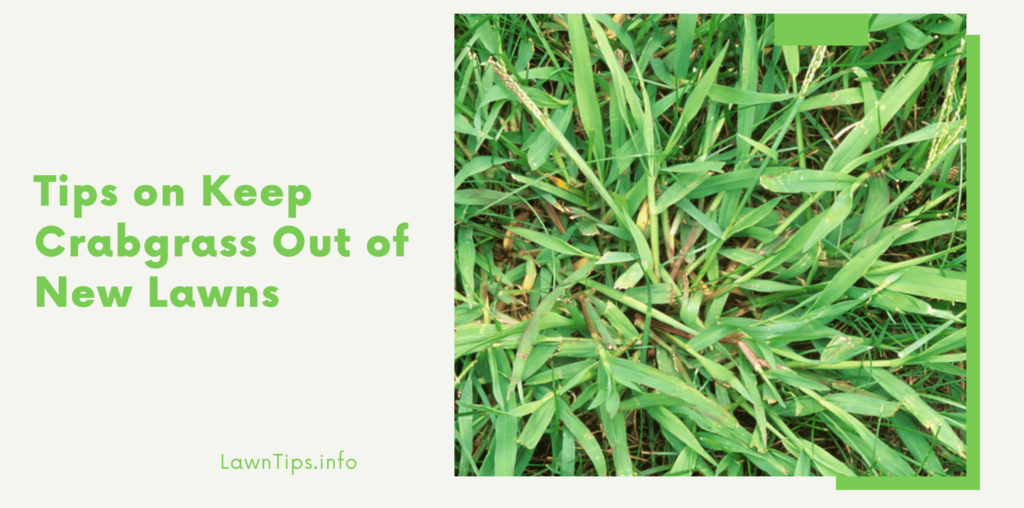 Tips on Keep Crabgrass Out of New Lawns Lawn tips Medium