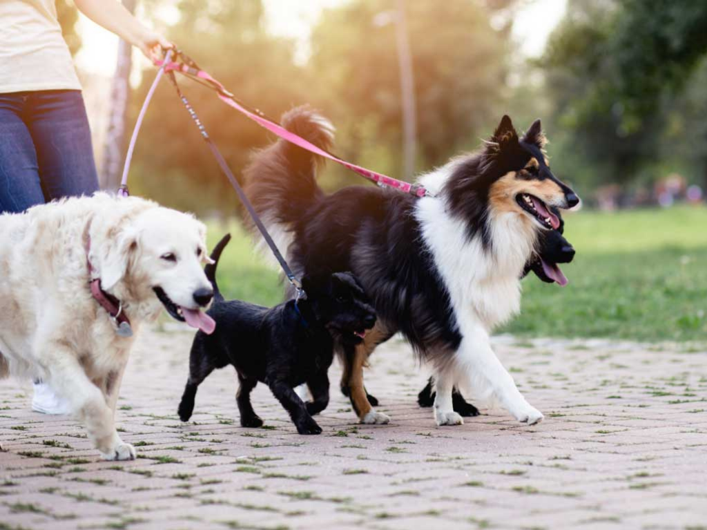How to a Dog Walker? Amenify Medium