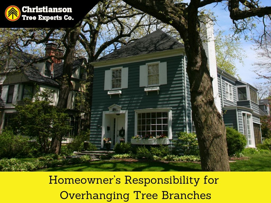 Homeowner’s Responsibility for Overhanging Tree Branches by