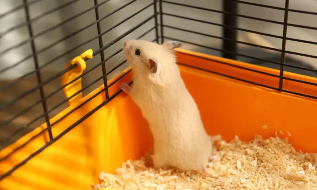 Discover the Best Hamster Cage Designs for Your Pet Your Ultimate