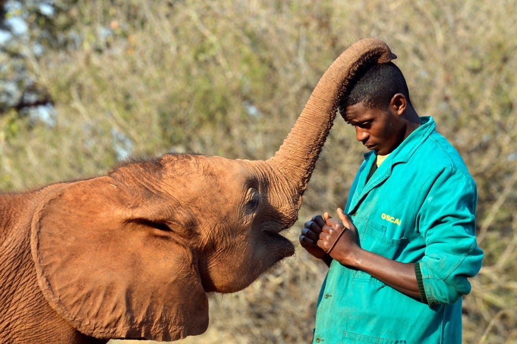 Do Elephants Think Humans Are Cute? A Scientific Exploration by