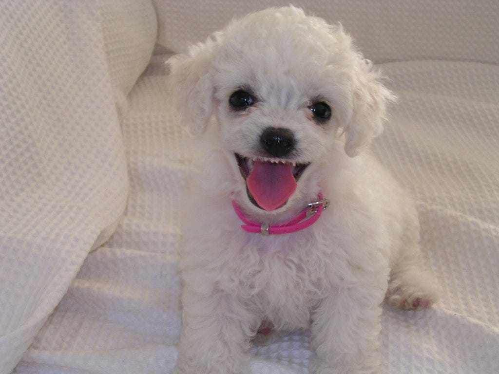 Маленькие породы собак которые не линяют. Пудель порода собак. Маленькие породы собак которые не линяют. Йоркширский терьер короткошерстный. Аффенпинчер.