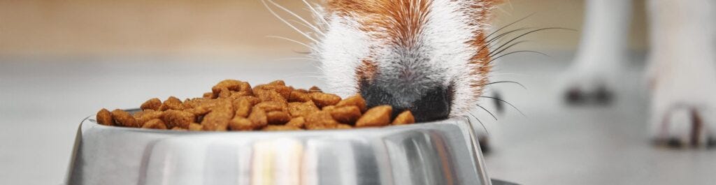 Help! Mijn hond eet te snel! Alles over Slowfeeders