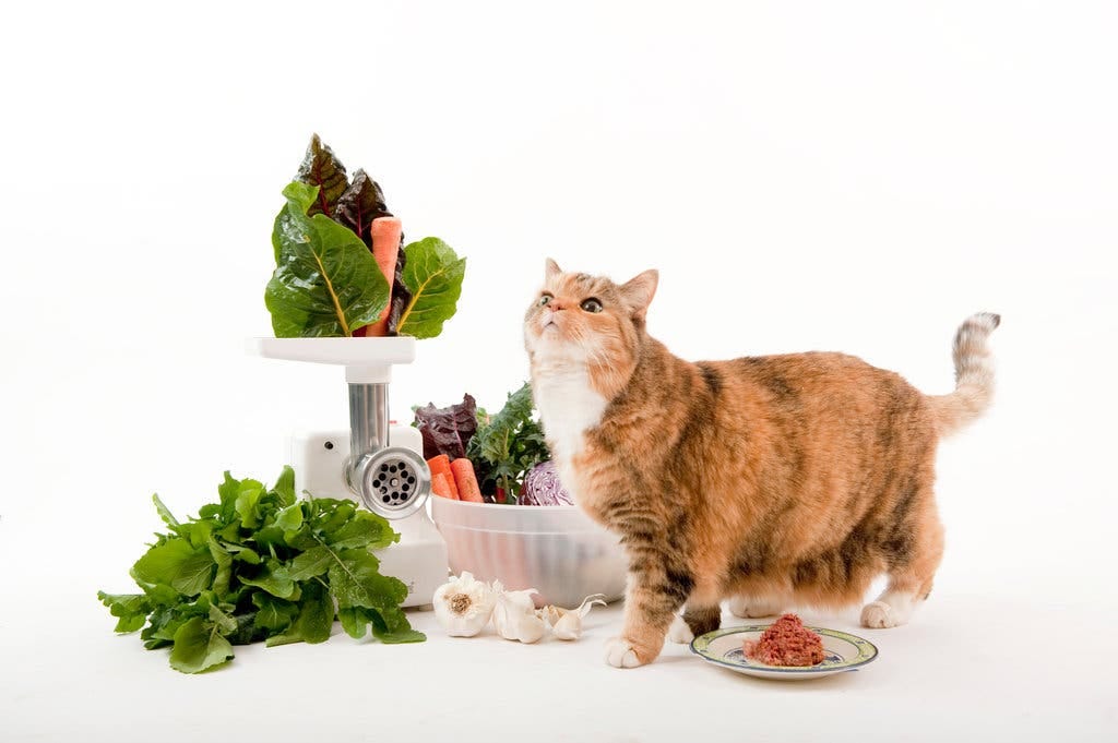 Gesundes Katzenfutter: Ein Leitfaden für artgerechte Ernährung und Wohlbefinden