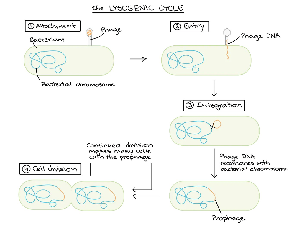 Left: A diagram of the lytic phage infection cycle. Right: A diagram of the lysogenic phage infection cycle. Photo credit
