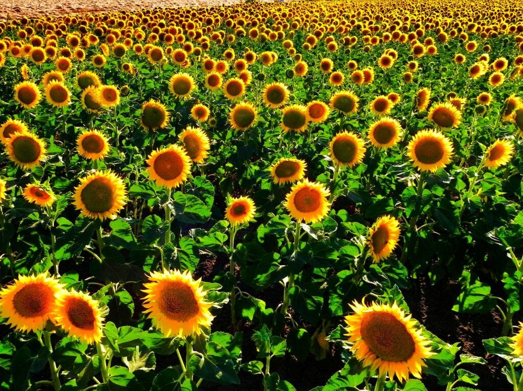 The component of sunflowers turning after the sun ended up being