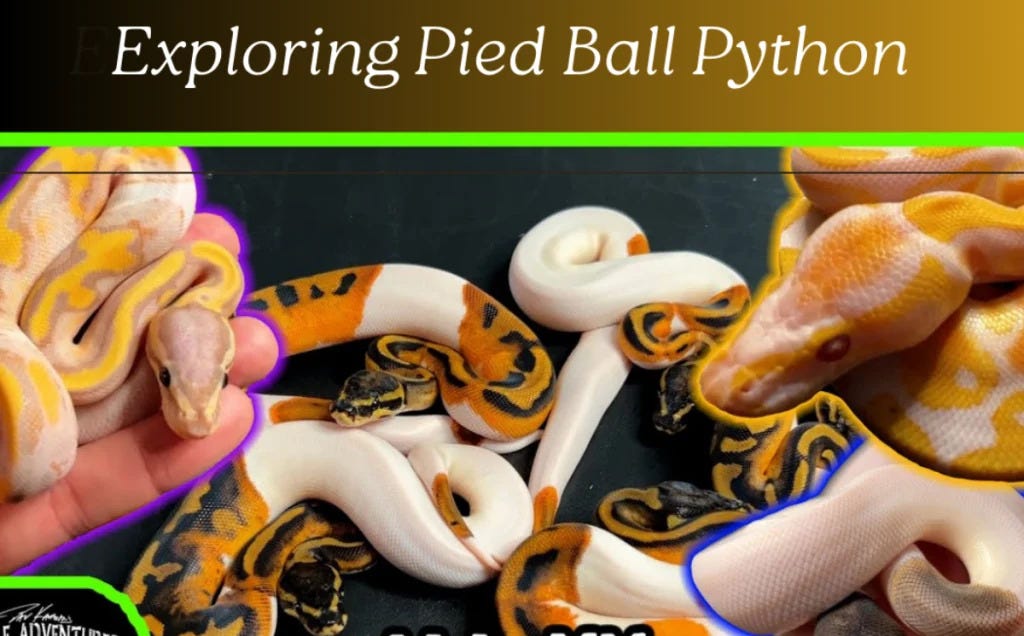 Discover the Stunning Pied Ball Python: Unique Morphs, Care, & Pricing ...