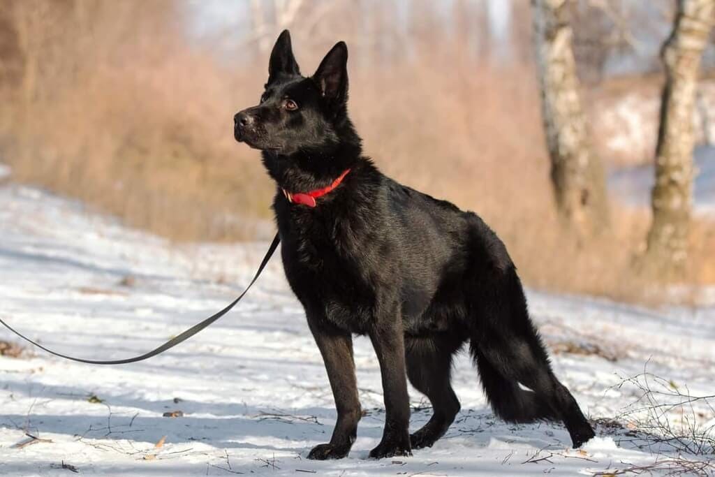 black-german-shepherd-breed-appearance-temperament-health-by