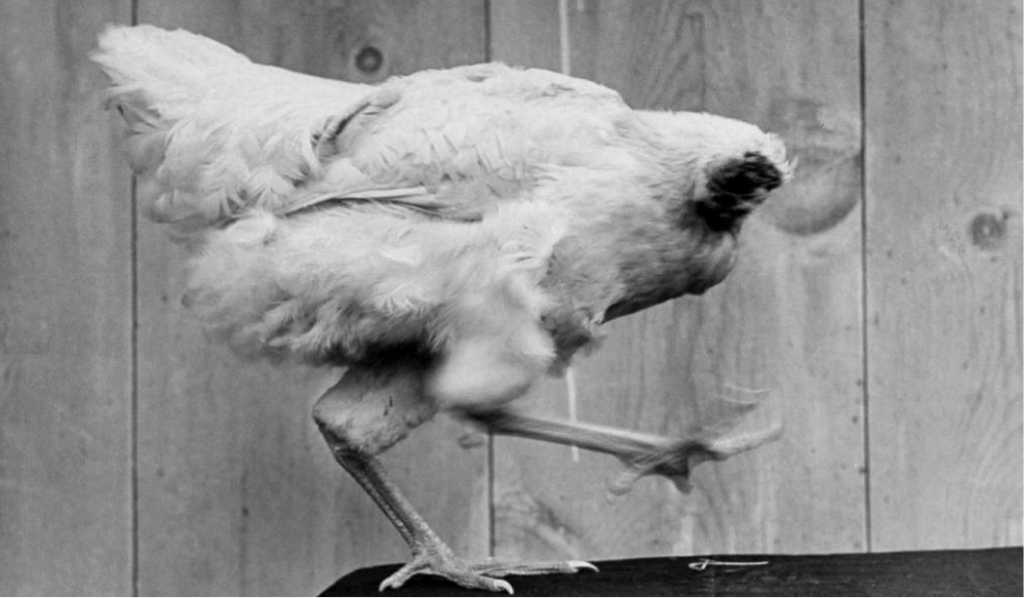 El pollo sin cabeza y el periodismo by julian gallo Medium