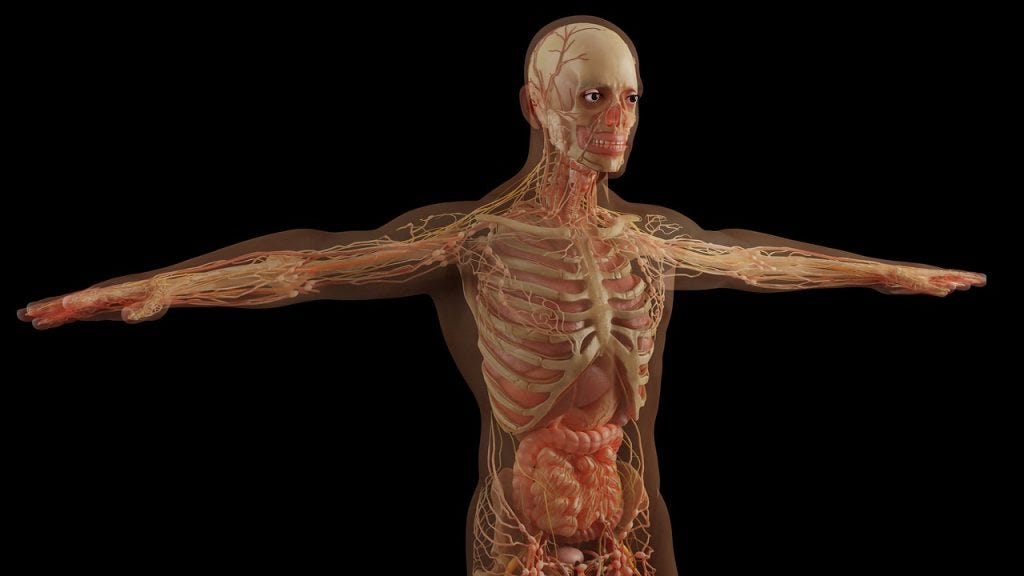 The Great Biological Symphony: Unmasking the 7-Million-Cell Blueprint of How We Age