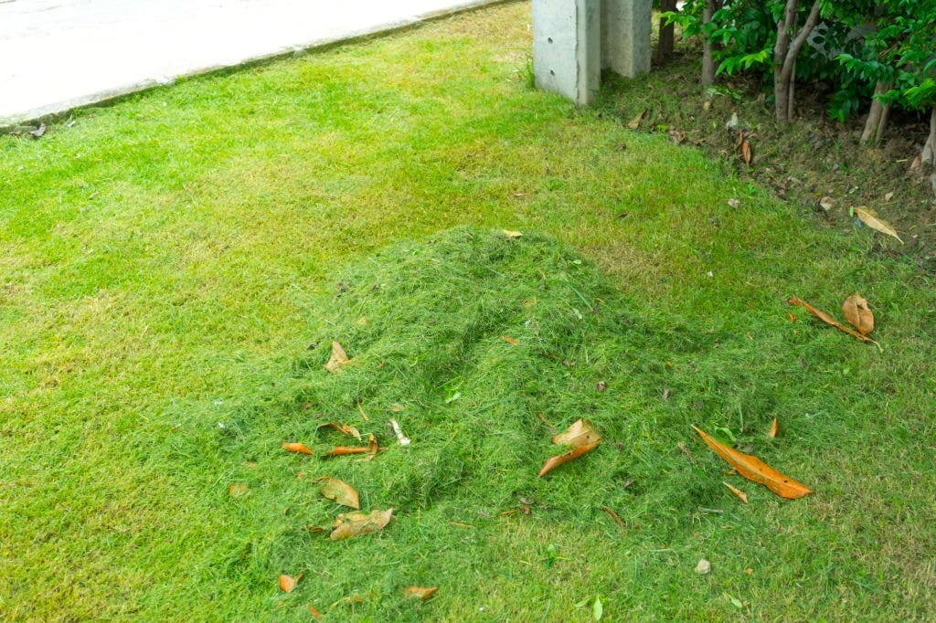 How to Apply Grub Control and Prevent Grub Damage to Your Lawn by