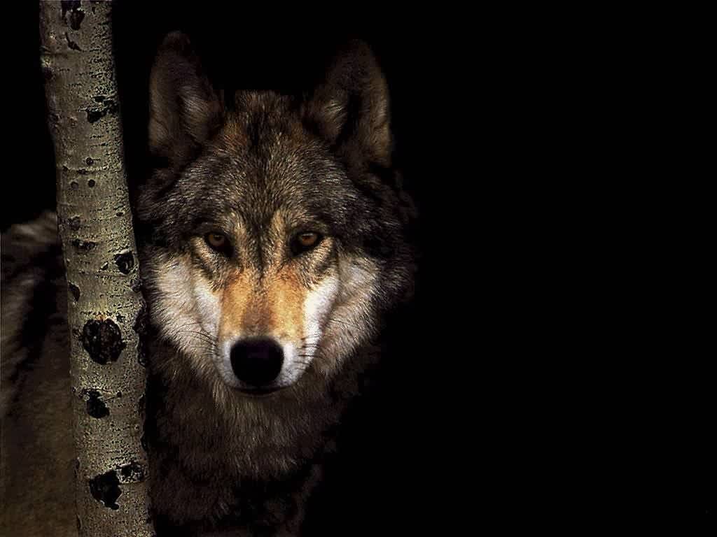 Young Boy Raised By Wolves Rescued | by Elena Iodice | Writing in the Media  | Medium