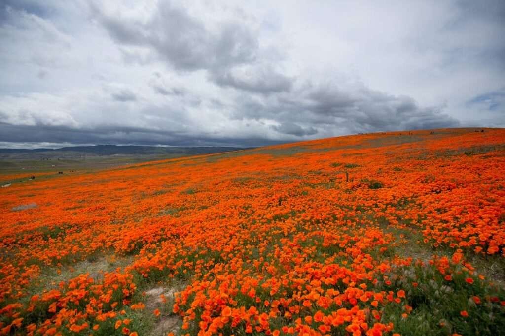 Antelope Valley Poppy Reserve: What to Know Before Visiting in 2023