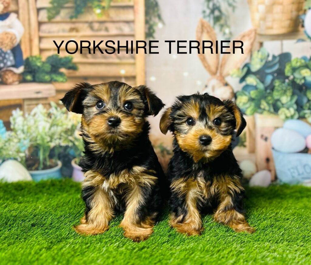 The Ultimate Guide to Finding Your Perfect Canine Companion in ...