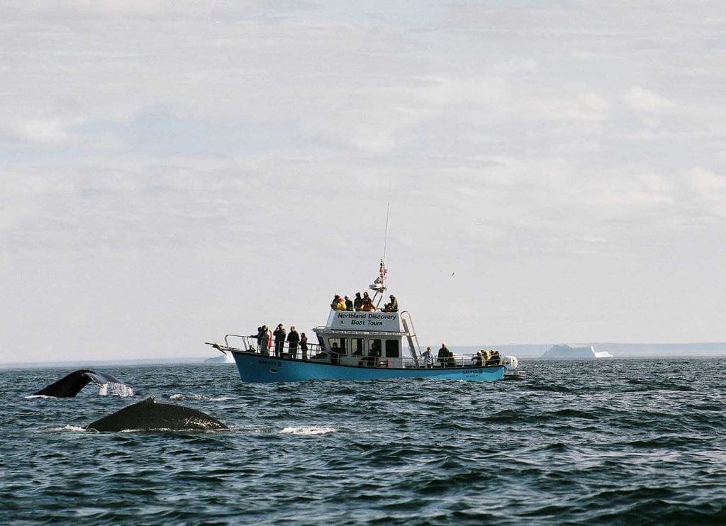 Family-Friendly Whale Watching in Newfoundland: Tips for an Amazing Adventure