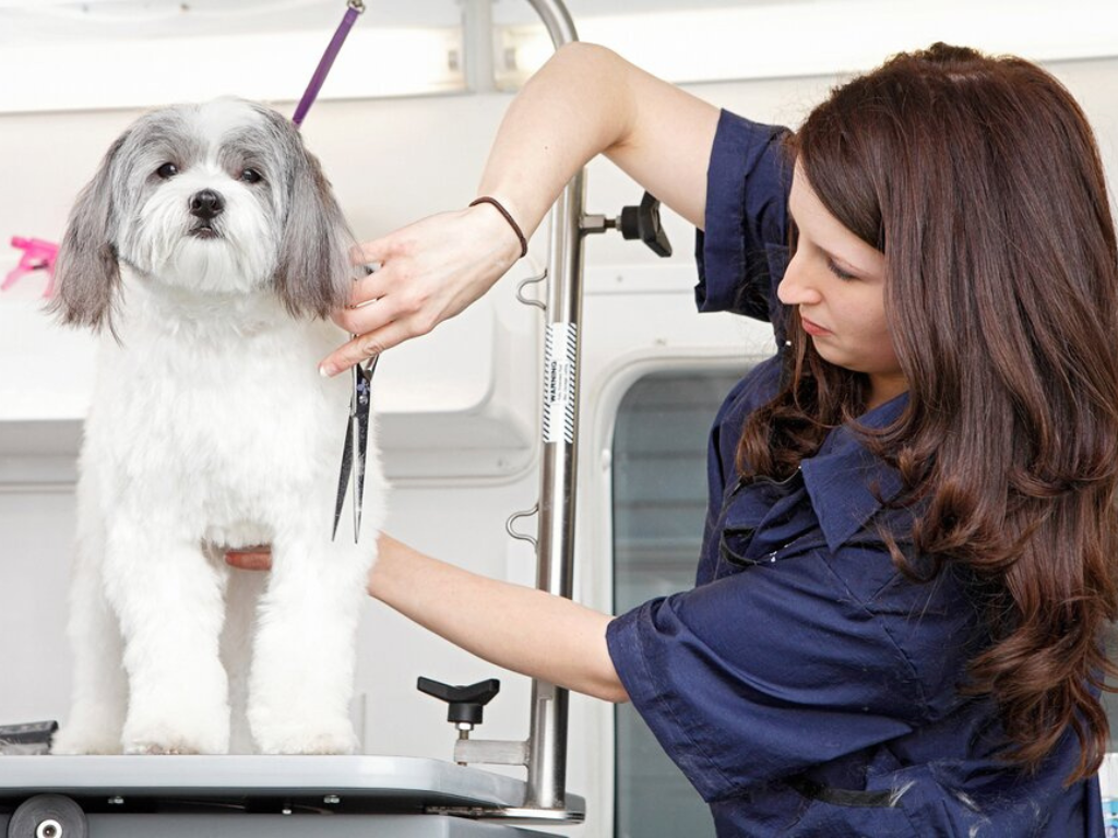 How Much Does Dog Grooming Cost? Amenify Medium