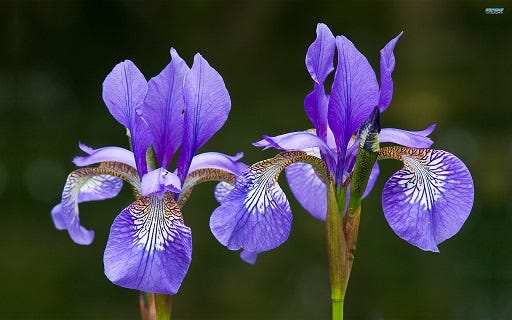 Exploratory Data Analysis: Iris dataset | by Zion Oladiran