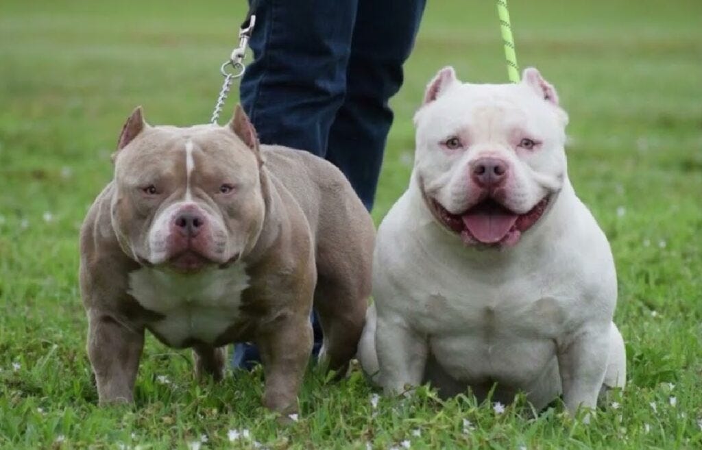 ONGUARD Pitbull, Lucchetto A Leva. Unisex-Adulto, Nero, Taglia Unica