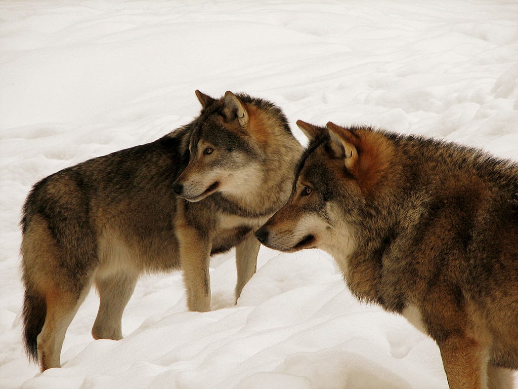 Could there be wolves in Maine?. They have not been officially… by