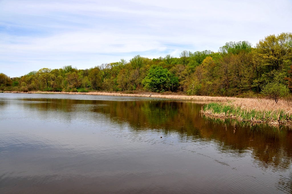 Restored and restocked Alder Pond gets new life by Summit Metro