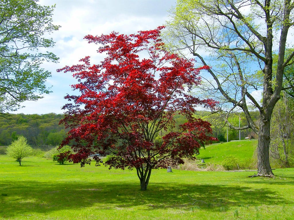 Learn How Fast Do Maple Trees Grow by Dr Ahsanur Rahman, PHD Medium