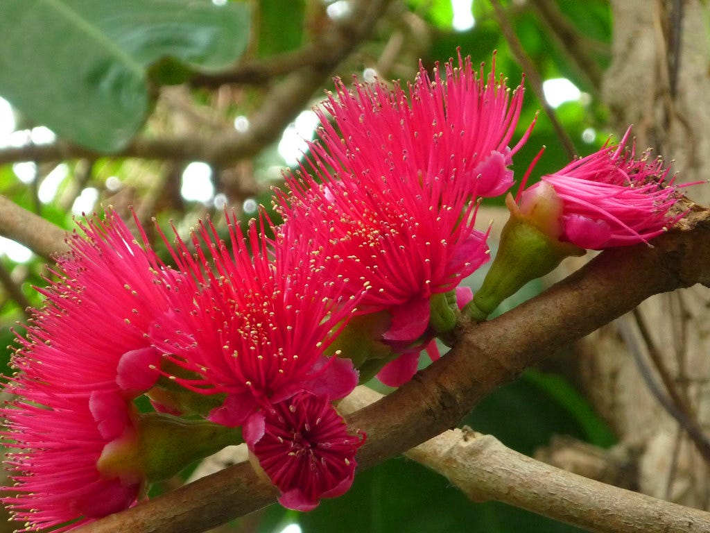 ROSE APPLE TREE. Rose apple tree, also known as Syzygium… by We Grow