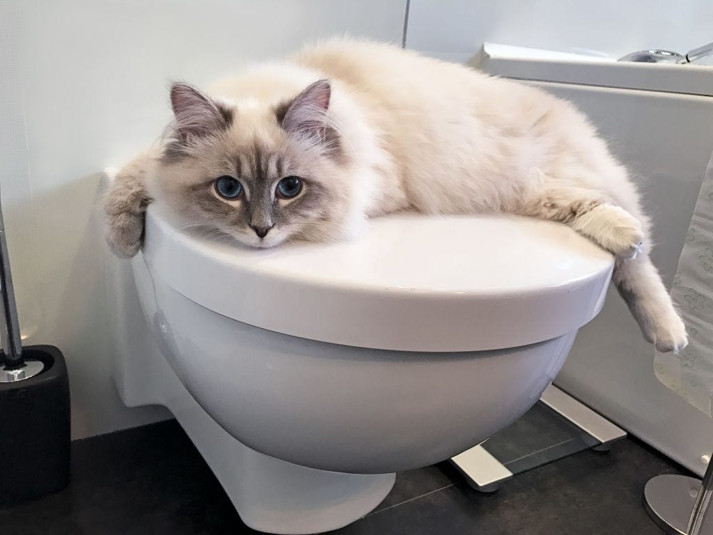 Why Does My Cat Follow Me Into The Bathroom? by ICanMeow Medium