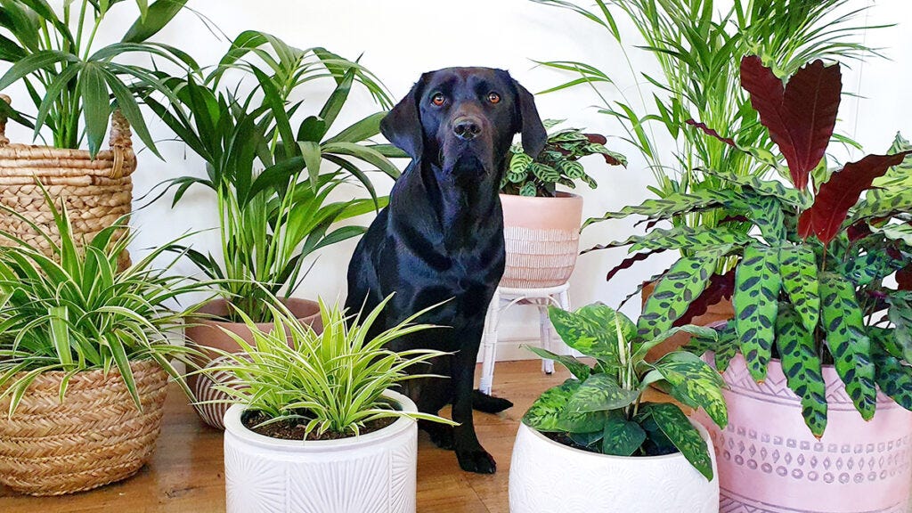 Which House Plants Are Poisonous For Dogs?