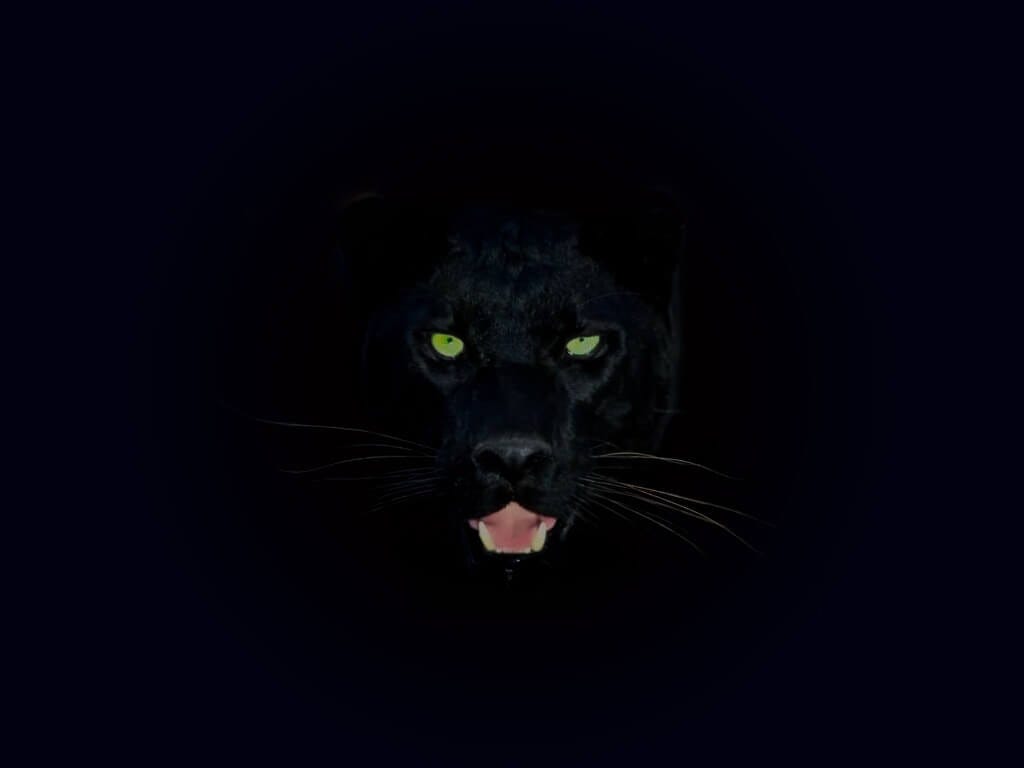 Prowling Panthers - Spirit Island Wiki