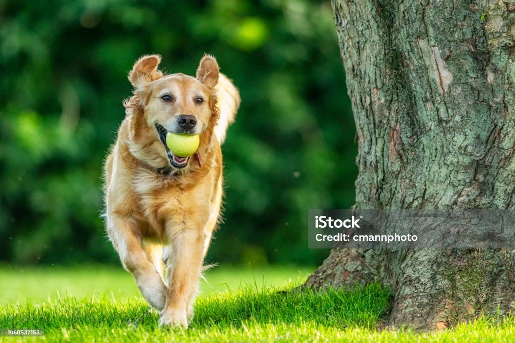 Embracing the Future of Pet Care Top 10 Innovative Pet Products of