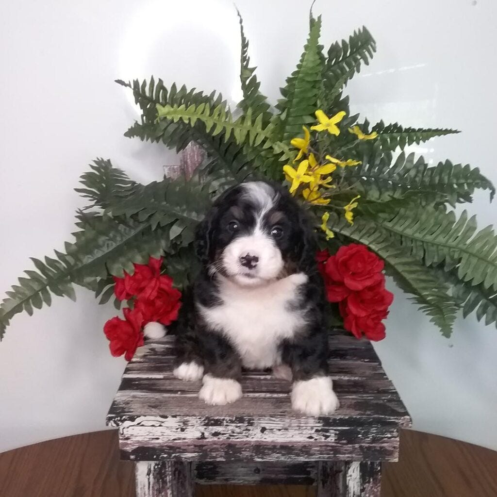 Bernedoodle Puppies For Sale Chicago Michiana Bernedoodles Michiana