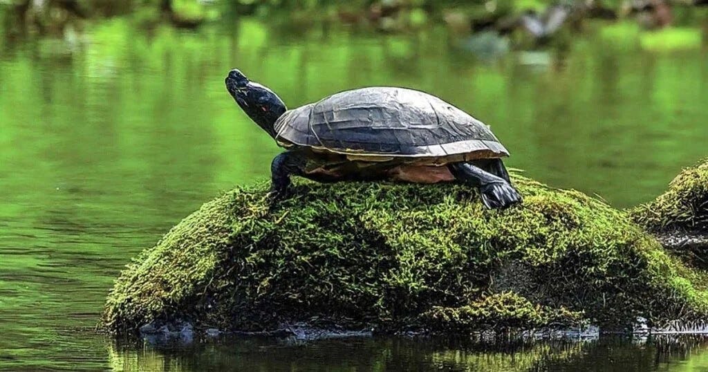 “Food List for Wild Turtles” - Turtle OMG - Medium