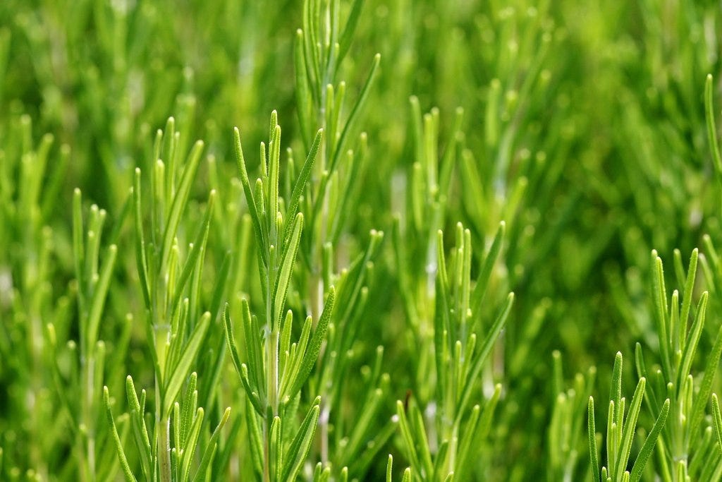 Are you strong enough to grow rosemary? by laura black Excavating