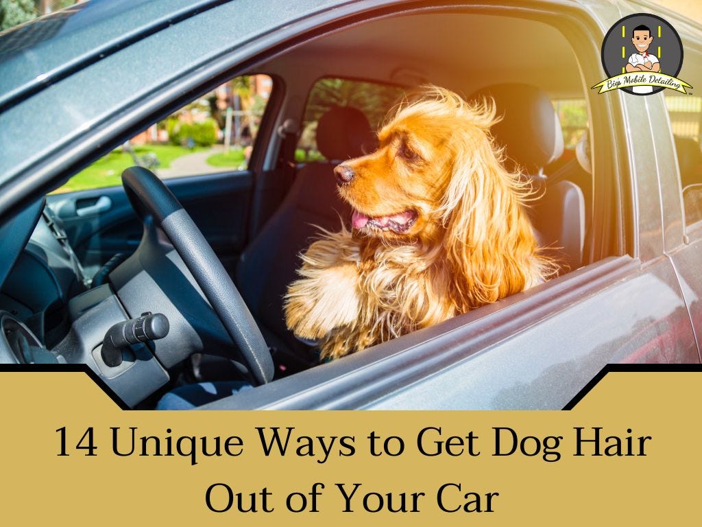 14 Unique Ways to Get Dog Hair Out of Your Car by Bigsmobiledetailing